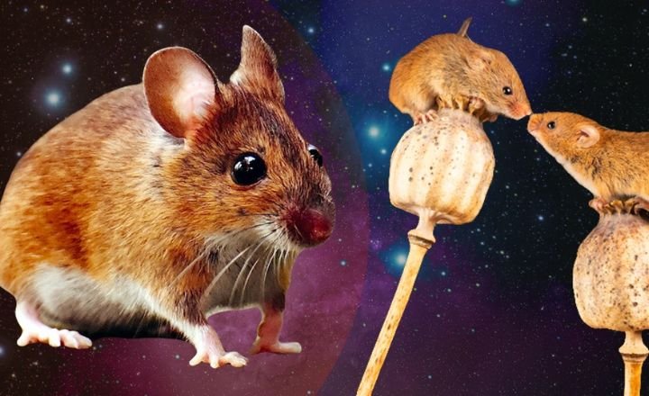 Mouse Astrological Interpretations