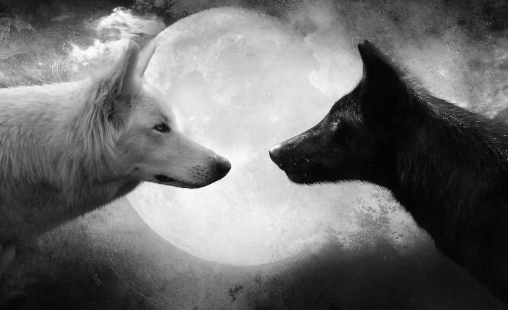 Analysing Dream Symbols With Wolves