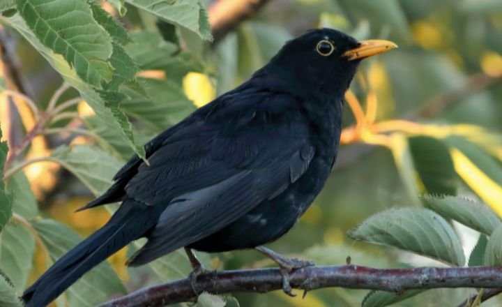 Bird Astrological Interpretations