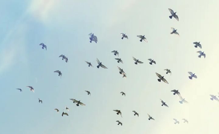 Dreaming Of Birds
