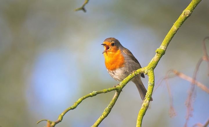 My Dream About Birds