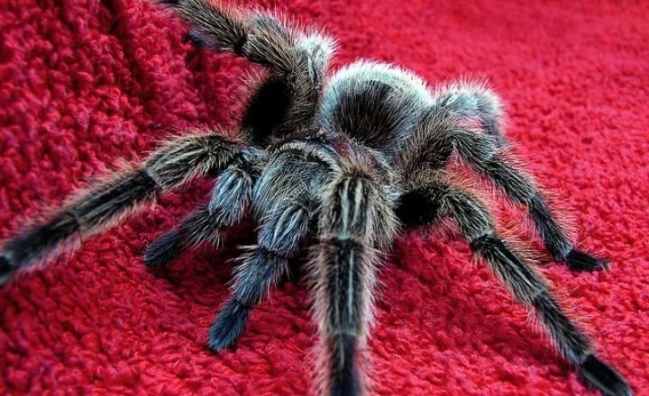 Tarantula as a Symbol