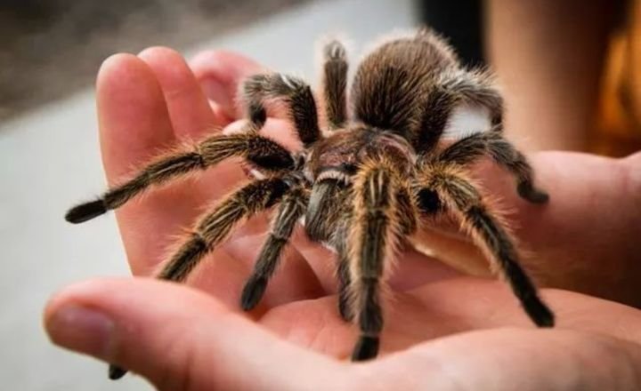 Tarantula's Spiritual Connections