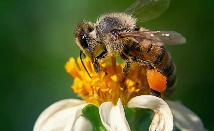 dreaming with bees meaning