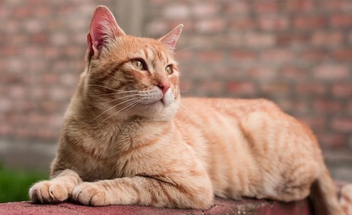 Cats in Dream Interpretation
