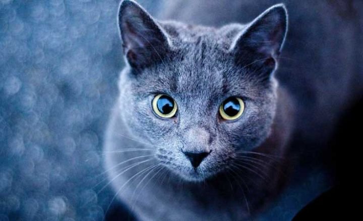 Combined Meaning of Blue Cats