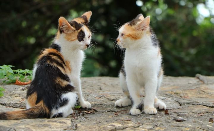 Cultural Perspectives on Blue Cats