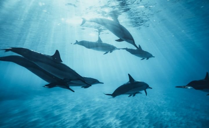 Dolphins Dream Interpretation as a Spiritual Meaning