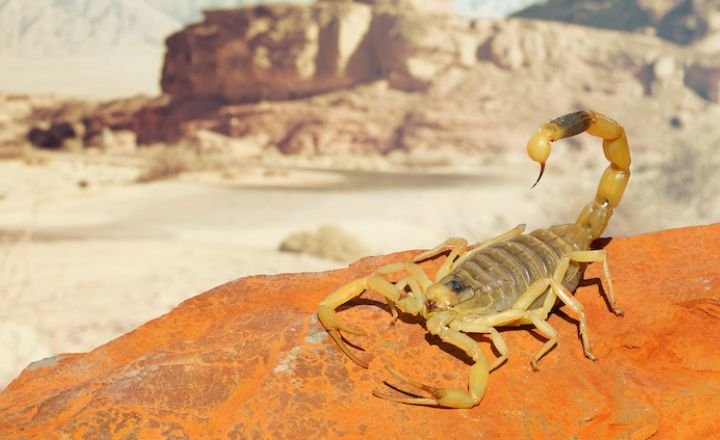 Dream About Scorpion