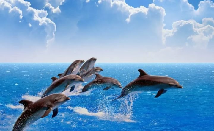 Dreaming of Dolphins – Meaning & Interpretation