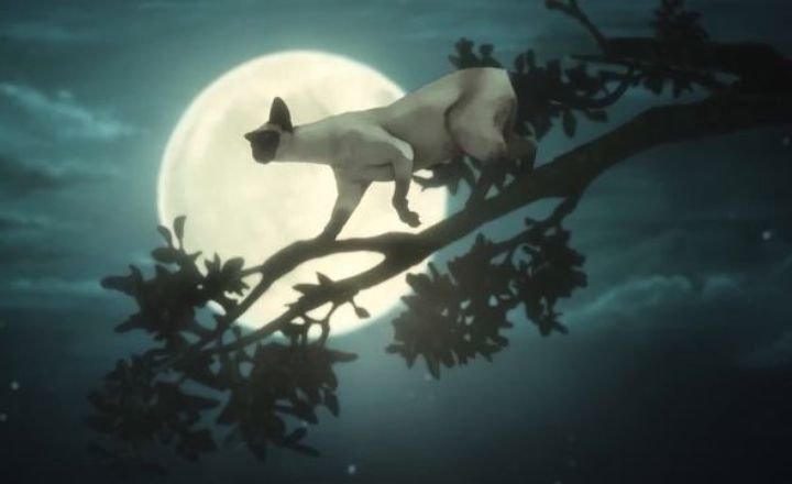 Dreams About Cats Clinging To You – Meaning