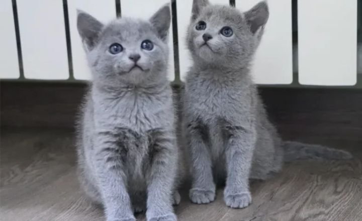 Emotional Implications of Blue Cats