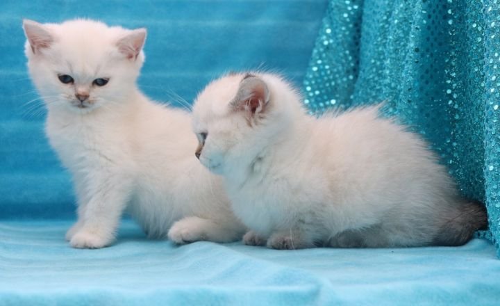 Interaction With Blue Cats in Dreams