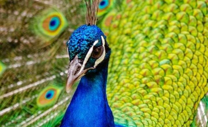 Interpreting Common Peacock Scenarios in Dreams