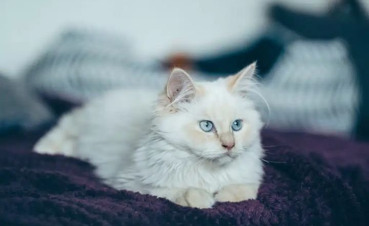 Key Concepts of Blue Cats in Dreams: