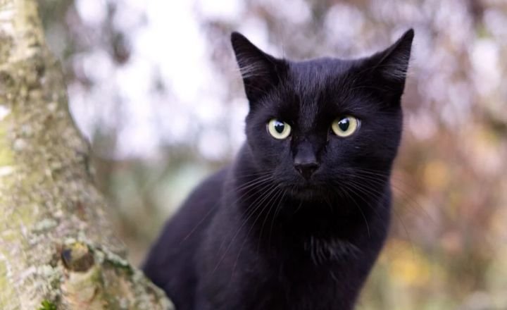 Key Cultural Meanings of Blue Cats in Dreams