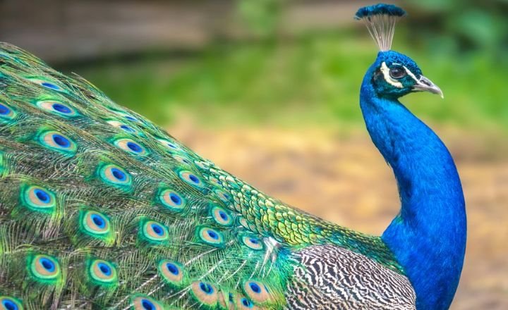 The Psychological Significance of Dreaming About Peacock