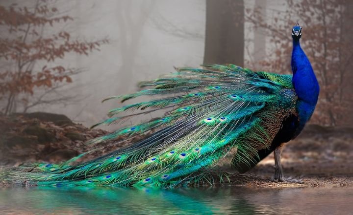 Meaning of Peacock in Dreams: Interpreting Beauty