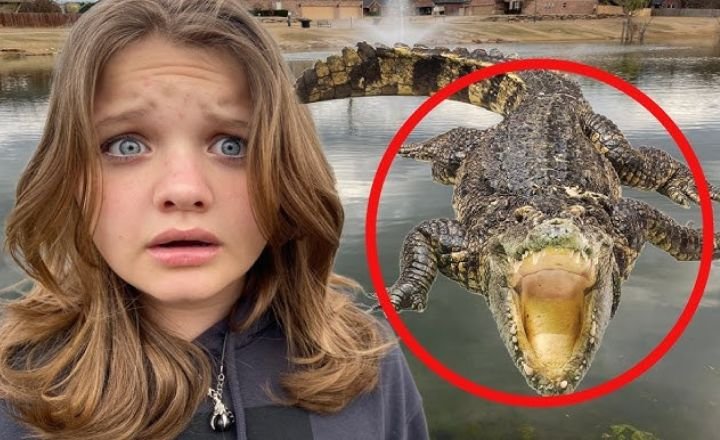 Dreams About Alligators