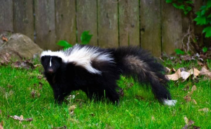 Biblical Meaning Of Skunk In Dream