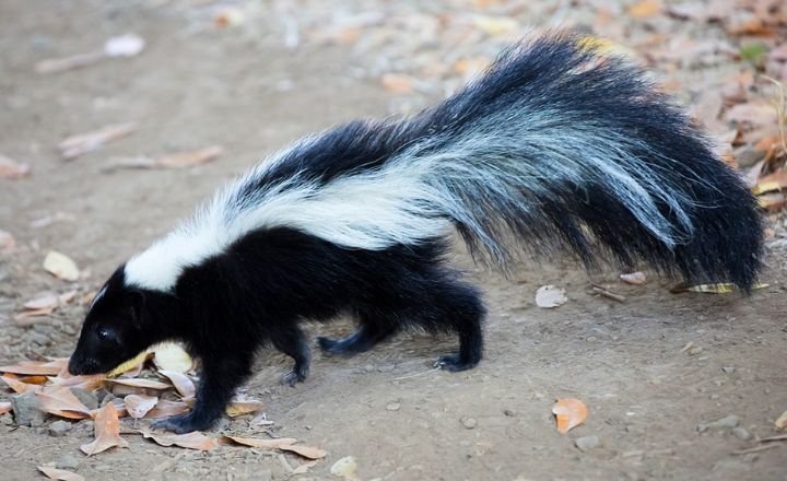 Biblical Symbolism of Skunk