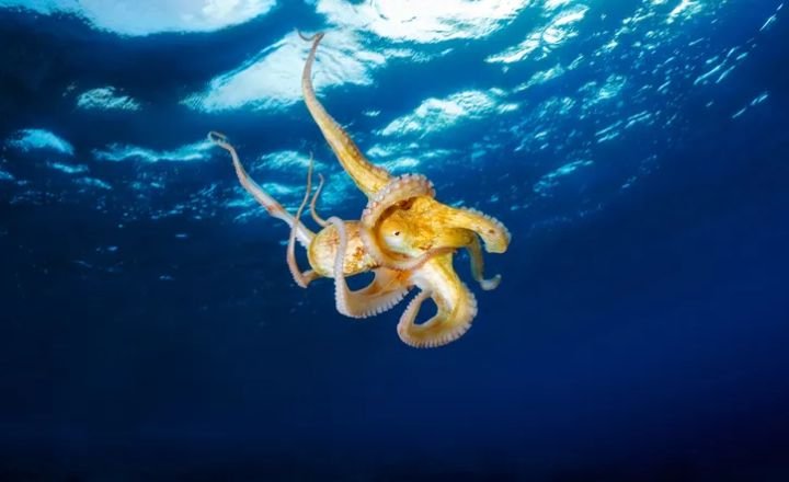 Octopus Dreams and Their Connection to Real-Life Concerns