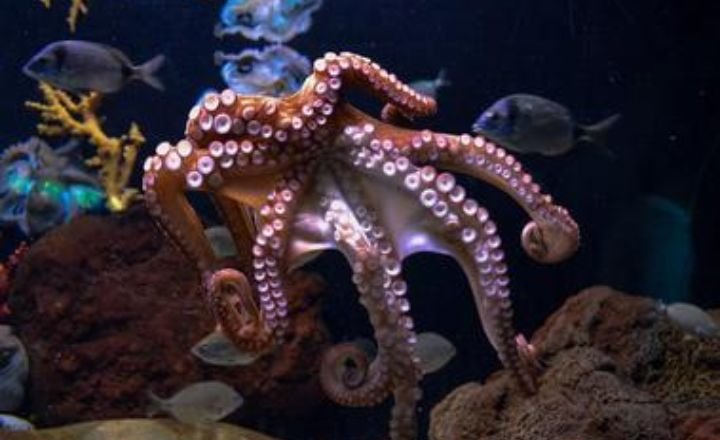 Octopus in Dream: Decoding Complex Symbolism